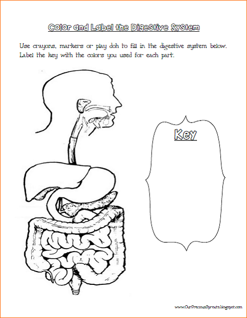 Free Coloring Pages Digestive System Coloring Page For Kids