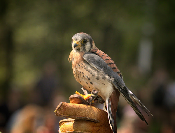 NYC Raptor Fest 2022