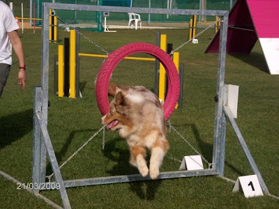 pastor australiano no agility