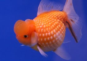 Ikan koki mutiara merupakan jenis ikan mas yang mempunyai tubuh bulat dengan kepala kecil  Cara Budidaya Koki Mutiara