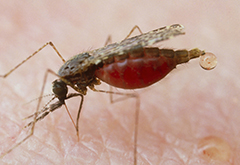 Malaria