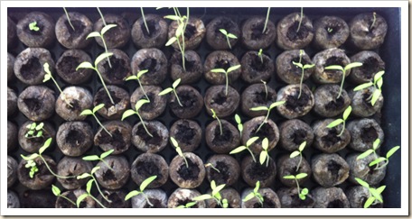 tomato starters