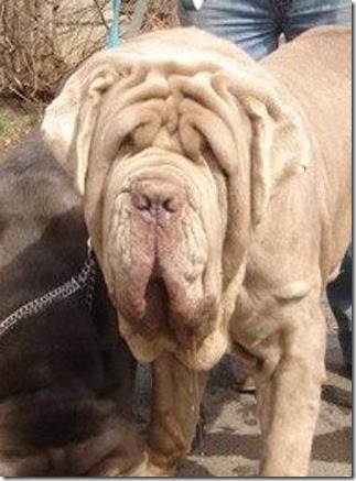 kissyDog