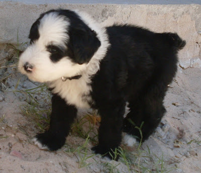 cachorro viejo pastor ingles