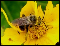 bee with pollen