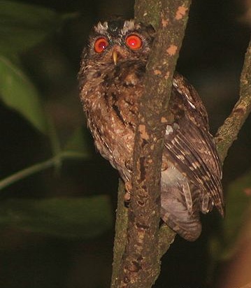 Foto burung hantu celepuk gunung