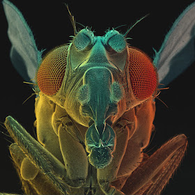 fruit-fly_1757461i