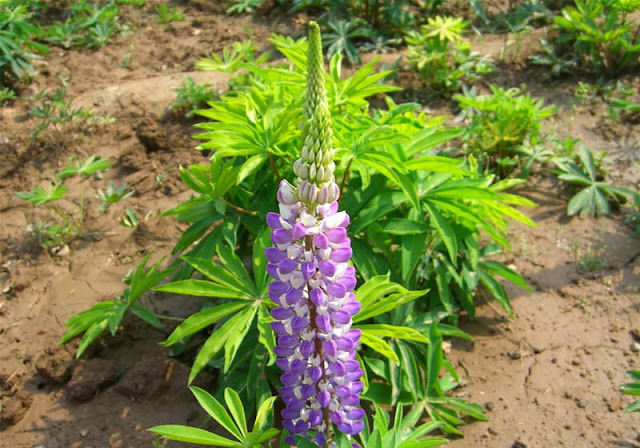 Lupine Flowers Pictures