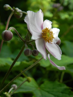 Anemone tomentosa 'Robustissima' Grape Leaf Japanese Anemone at Toronto Botanical Garden by garden muses-not another Toronto gardening blog