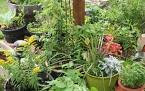 Herbs In Containers - Five Herbs To Consider