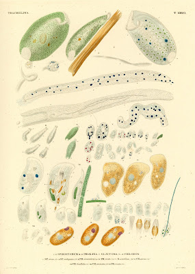 Trachelina, Spirostomum, Phialina, Glaucoma, Chilodon