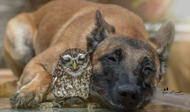 Tiny Owl Adopts Belgian Shepherd, And Now They’re The Best Of Friends! [Photos]