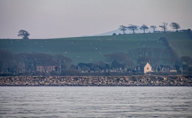 Photo of trees on a hilltop from the Solway Firth