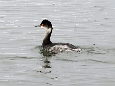 Eared Grebe