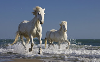 Horses Running wallpaper and photo