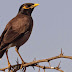 Common Myna