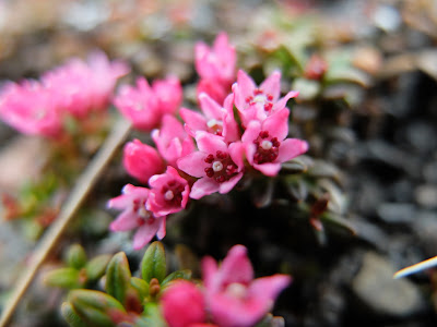 Kalmia procumbens or Loiseleuria procumbens – Trailing Azalea (#68)