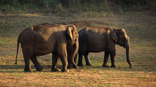 Periyar National Park, Kerala