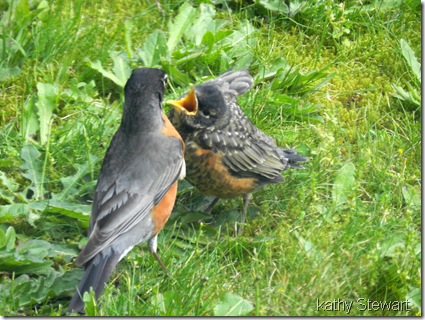 Feed me!