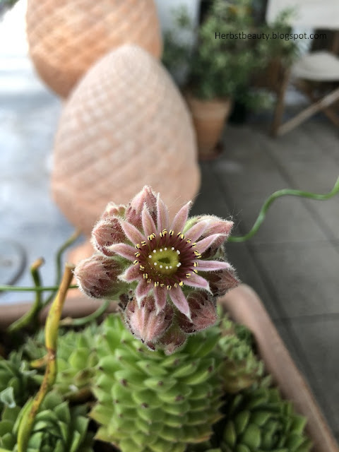 Sempervivum Hauswurzblüte