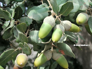 la encina y su relacion con vertebrados Quercus ilex