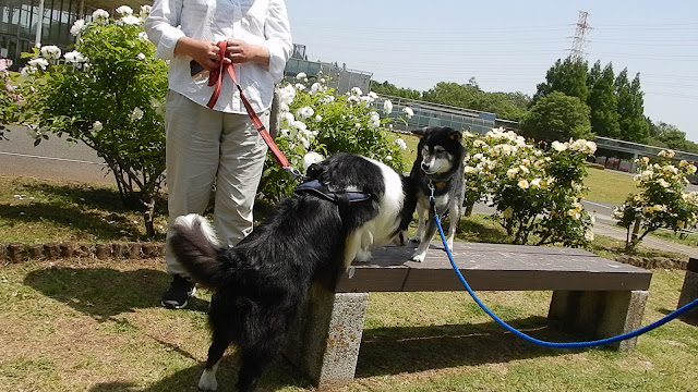 保護犬 ボーダーコリー トーマ 北総花の丘公園