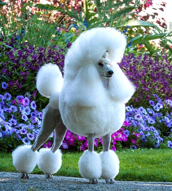 Continental Haircut for Dogs