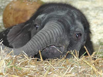 Baby Elephant