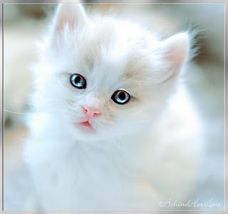  gambar  kucing  putih  SepasangSaja Blogspot Com