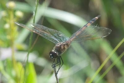 Four-spotted Pennant (Brachymesia gravida) 