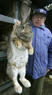 I think I have to let go this bunny since I can afford his hunger