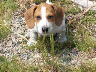 Dachshund Puppy Picture