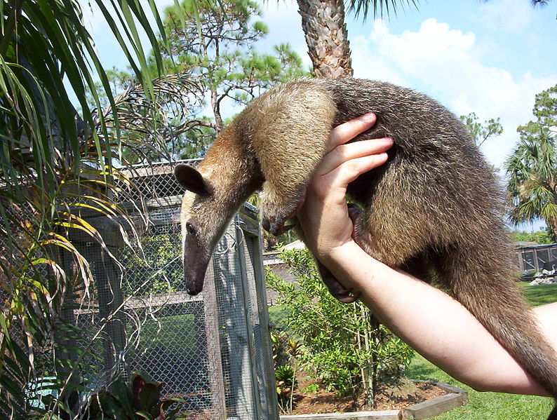 http://roseequalsrose.blogspot.com/2015/07/vermilingua-oecobiidae-tamandua.html