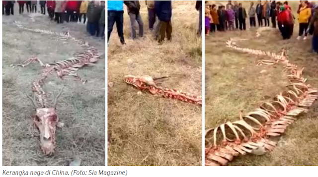 Viral! Kerangka Naga Sepanjang 18 Meter Ditemukan di China, Begini Reaksi Para Netizen