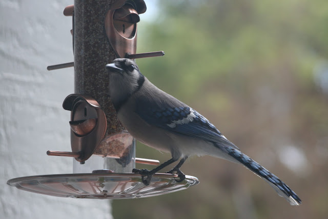 Bluey jay wallpaper,blue jay images,blue jay photo,blue jay images,beautiful blue jay,cute blue jay,the blue jays,blue jay birds,  the toronto blue jays,toronto blue jays,blue jays,blue jay bird,flying blue jay,