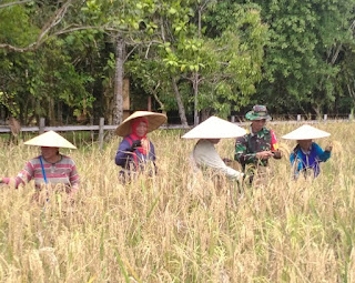 Babinsa Koramil Kalis Dukung Program Ketahanan Pangan, Panen Padi Bersama Warga