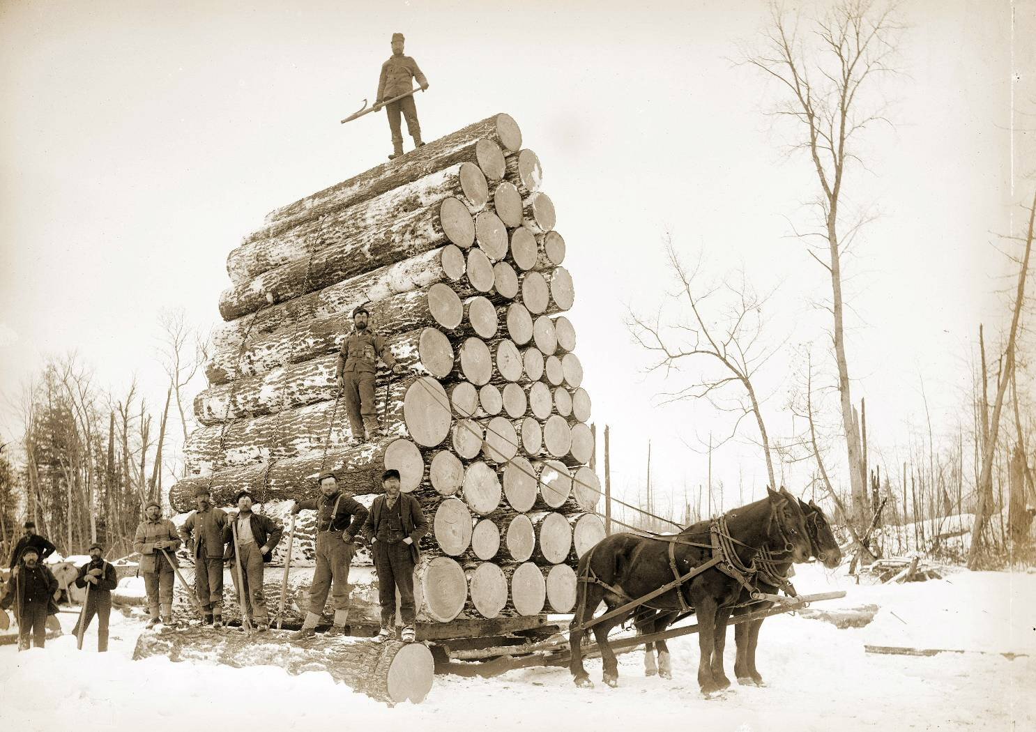 Giant Logs