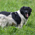 All You Need to Know about Stabyhoun Dog Breed