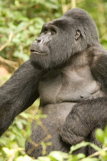 3 Day Gorilla tracking tour in Rwanda