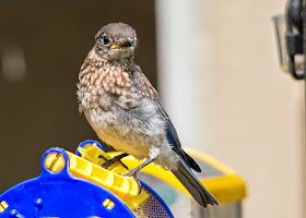Male Eastern Bluebird fledgling perching on grasshopper container