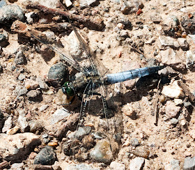 Black-tailed skimmer, Orthetrum cancellatum, perched on the ground by the middle lake.  Keston Ponds, 29 June 2011.