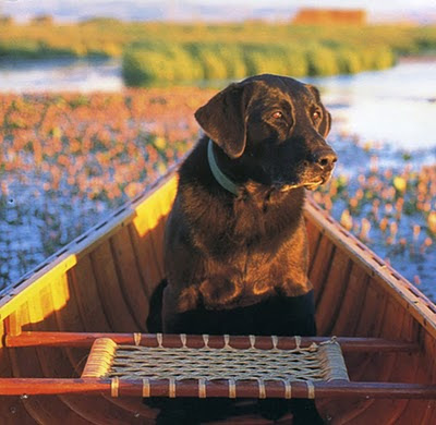 chocolate lab in canoe large beauty