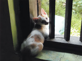 Foto-Foto Anak Kucing Lucu di Luar Jendela Kamar Kost Gue 08