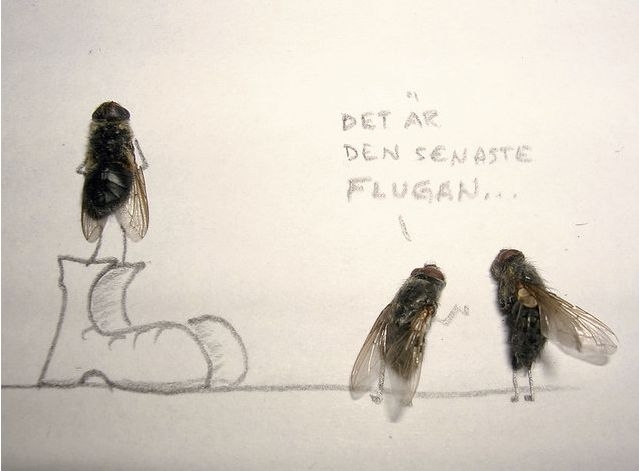 [dead-fly-art-03.jpg]