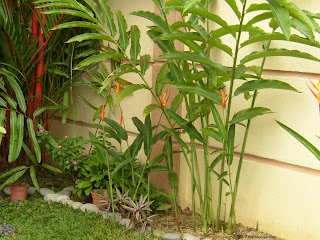 My Nice Garden Bunga Kantan  The Torch Ginger Flower