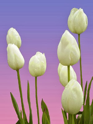 white rose with water perls