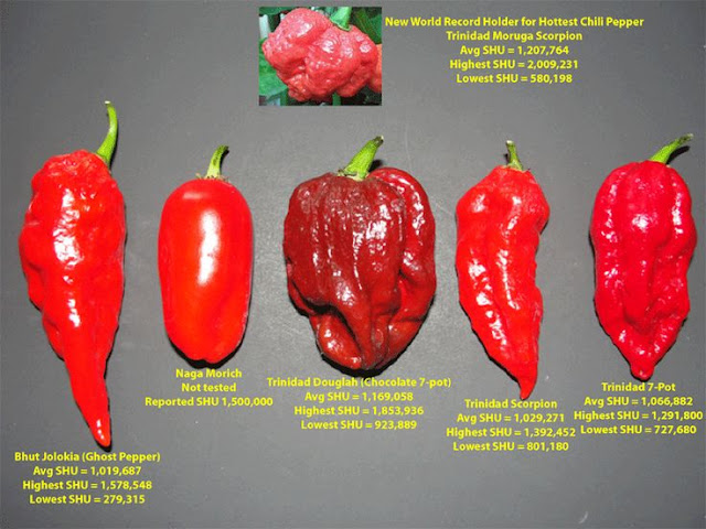 7 Chilli Chili in the World