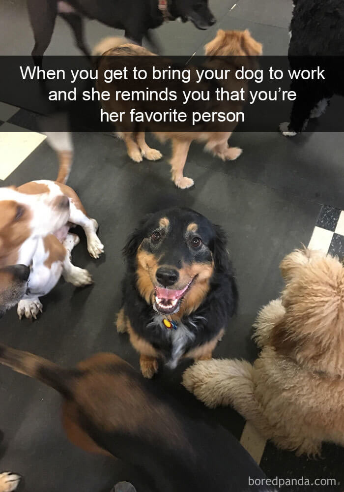 These Are The 30 Funniest Dog Snapchats We Have Ever Seen