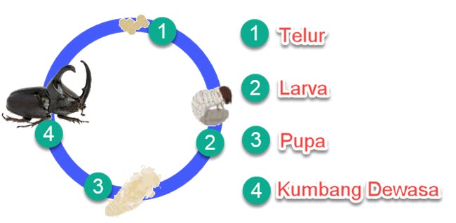  Contoh  Daur  Hidup Beberapa Hewan  Mikirbae