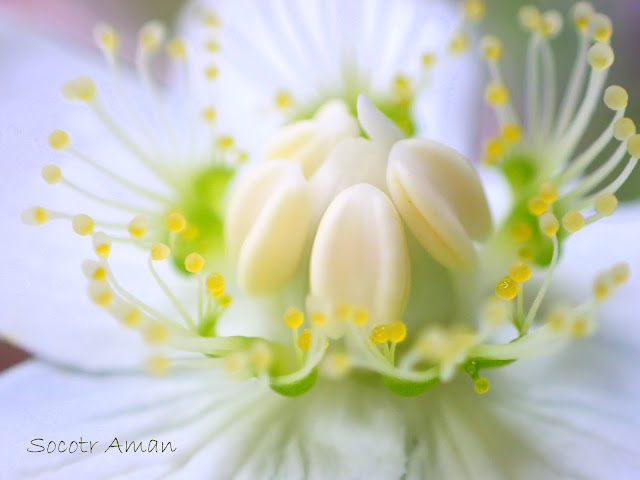 Parnassia palustris